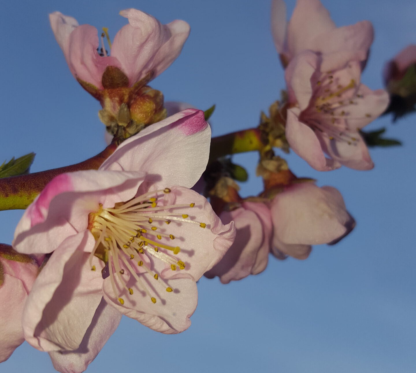 Pfirsichblüte Margit