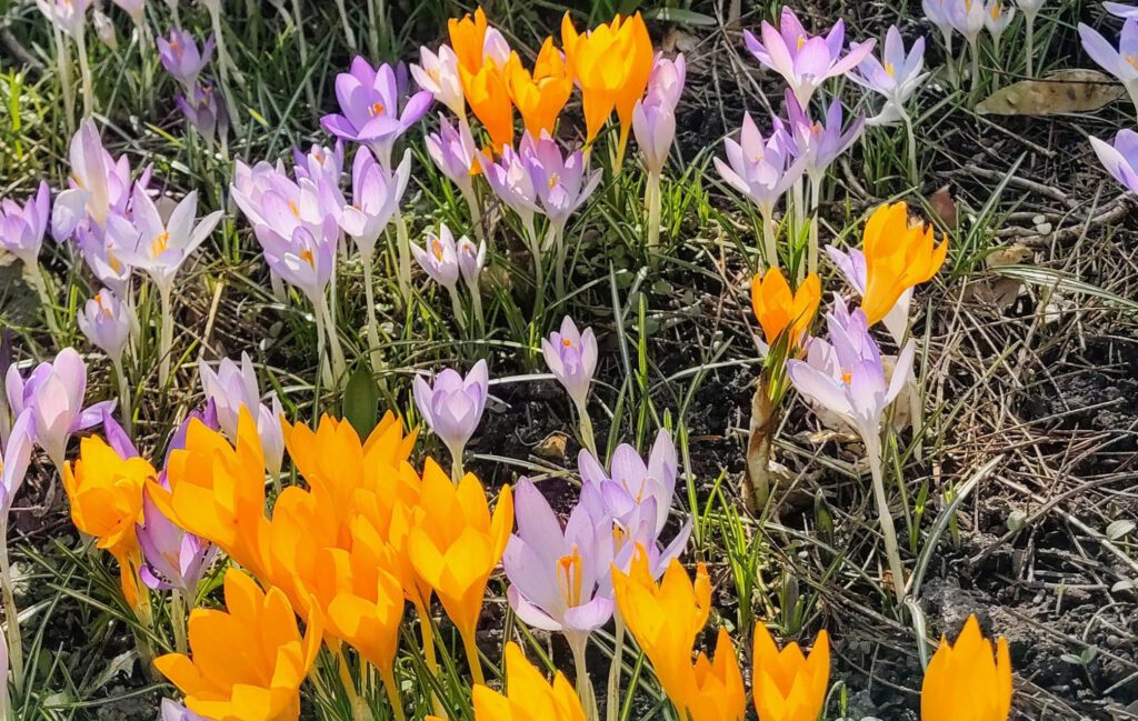 Krokusse_0326
