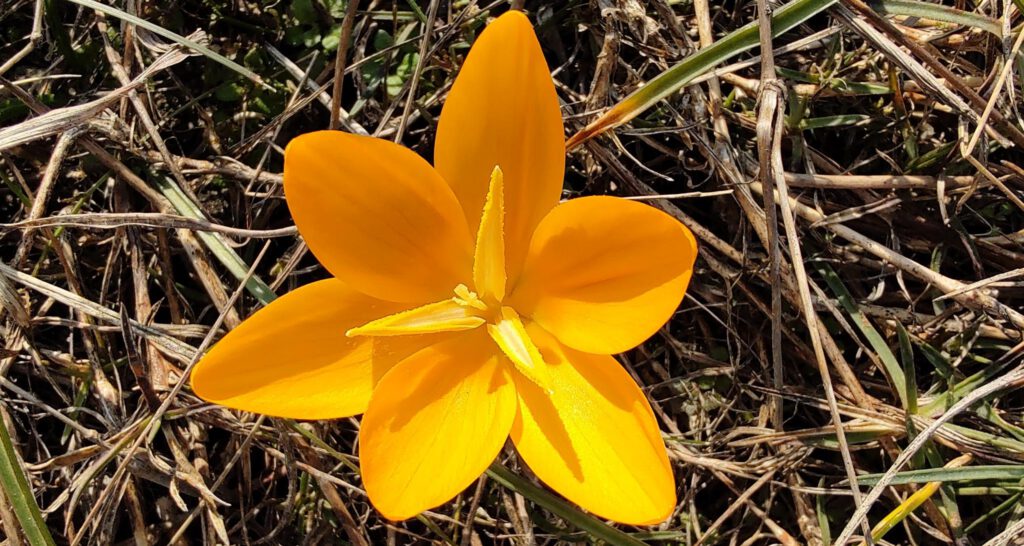 gelbe Blume_0326